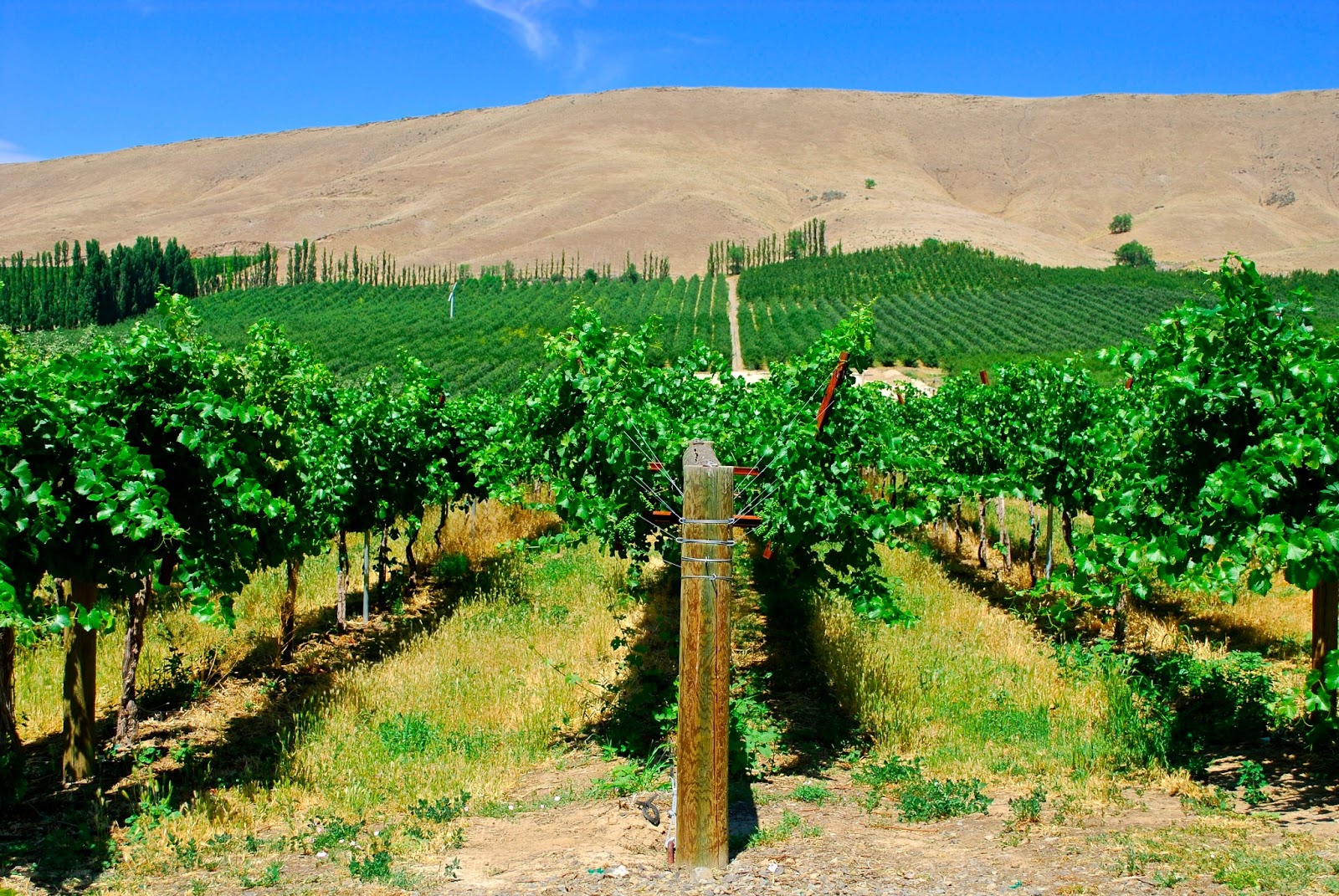 Wanderlust Traveler Yakima Valley, Washington (Wineries)