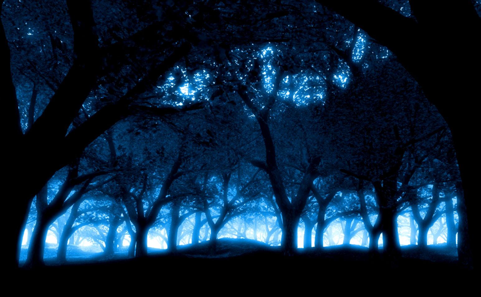Mystical forest blue light effect   1680x1050   Wallpaper 2317 on