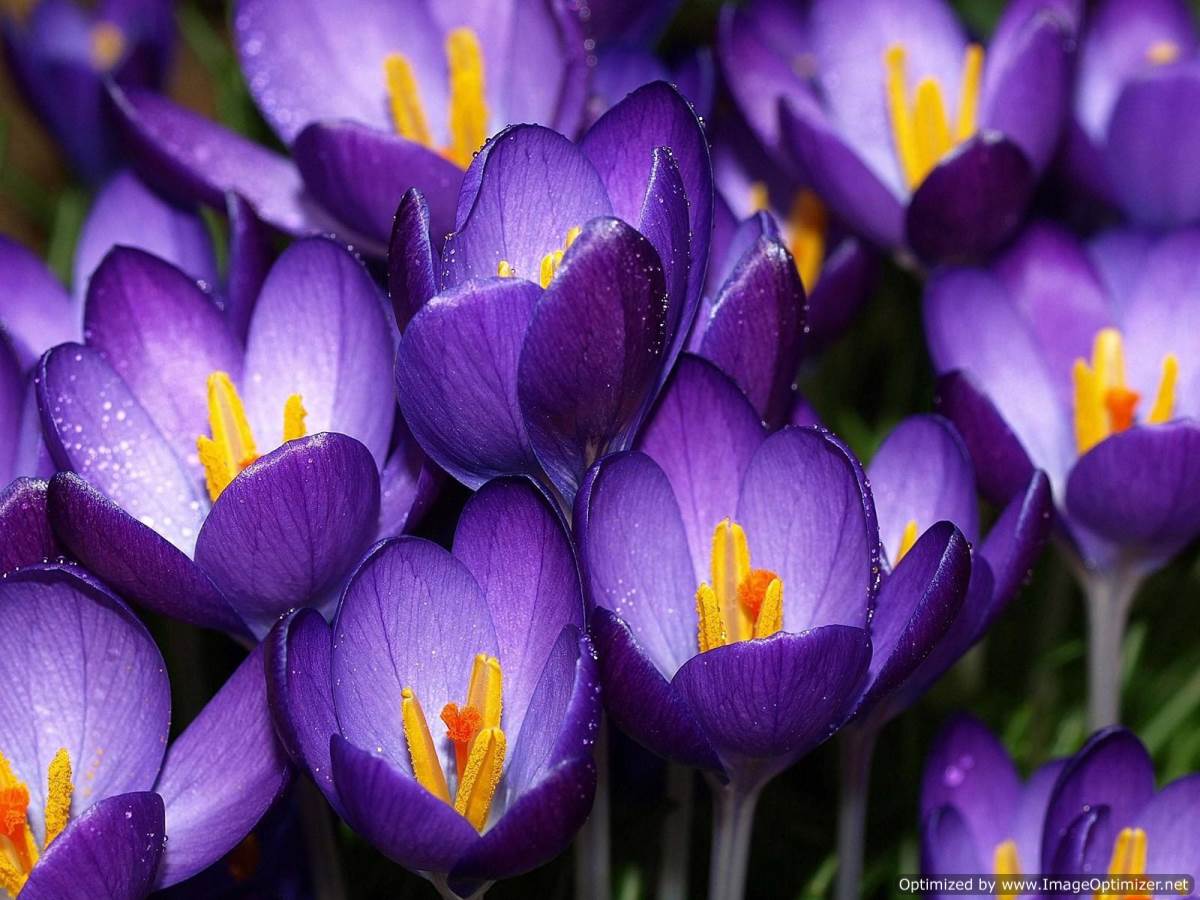 Violet Flowers HD Wallpaper | Free Hd Wallpaper