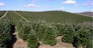 Fuente: http://s03.s3c.es/imag/_v0/580x300/b/4/e/arbol-navidad-wiki.jpg