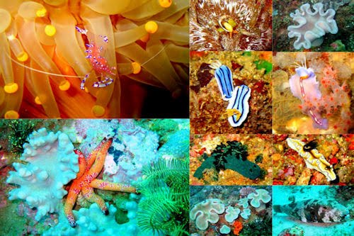 Peces, corales y arrecifes en el fondo del mar VI