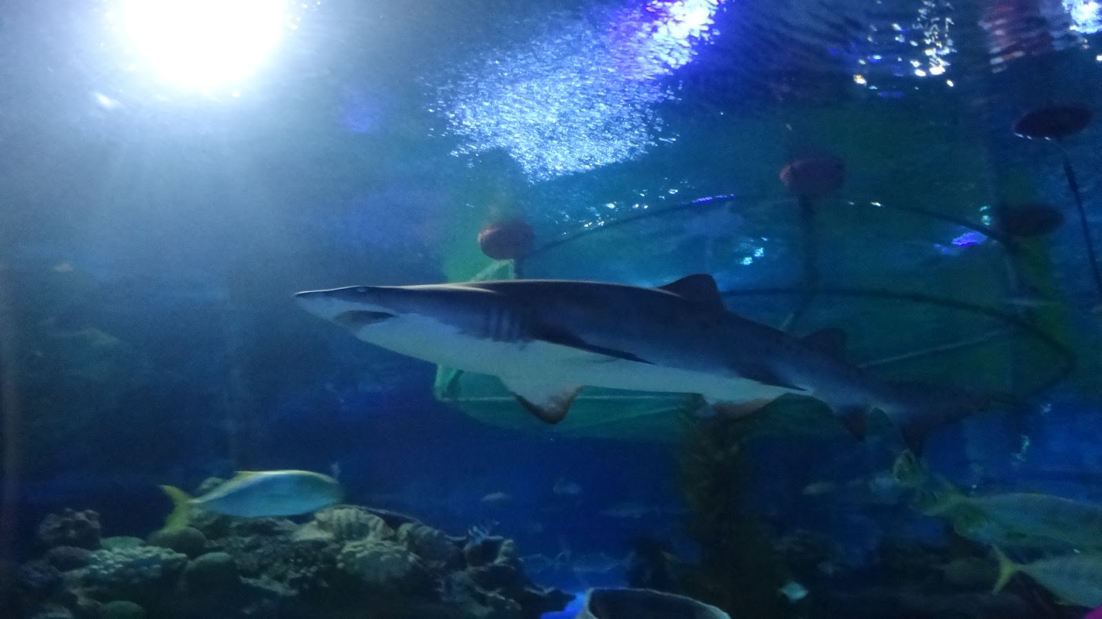 564 Sepetang Di Aquaria KLCC dan aku menulis untuk diri sendiri