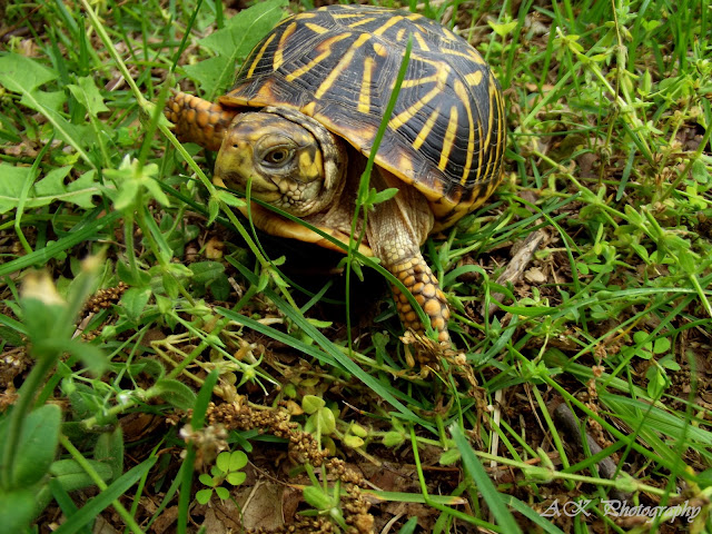 Wild Outdoors: Missouri Box Turtles