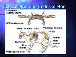 45+ 5 Contoh Hewan Endoskeleton