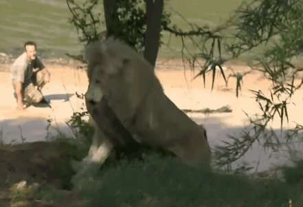Funny animal gifs - part 90 (10 gifs), lion gets stuck in used tire