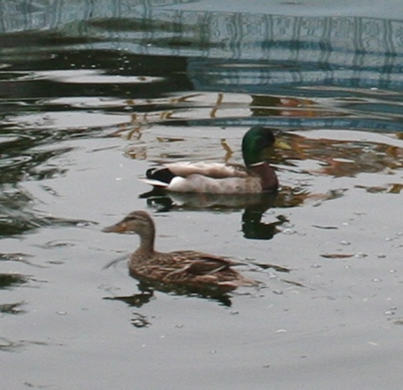 Our Garden Journal: Garden Visitors: Mallard Ducks