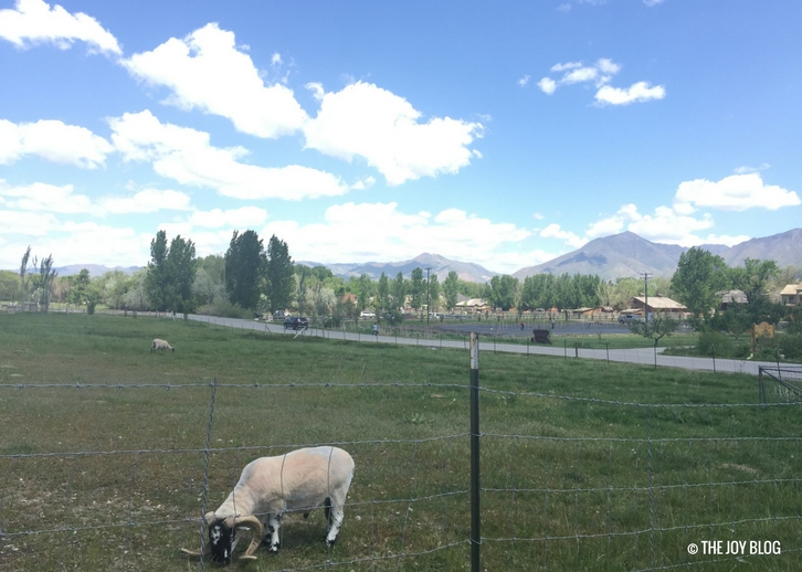 Wheeler Farm Experience Farmlife in the Middle of the City THE JOY BLOG