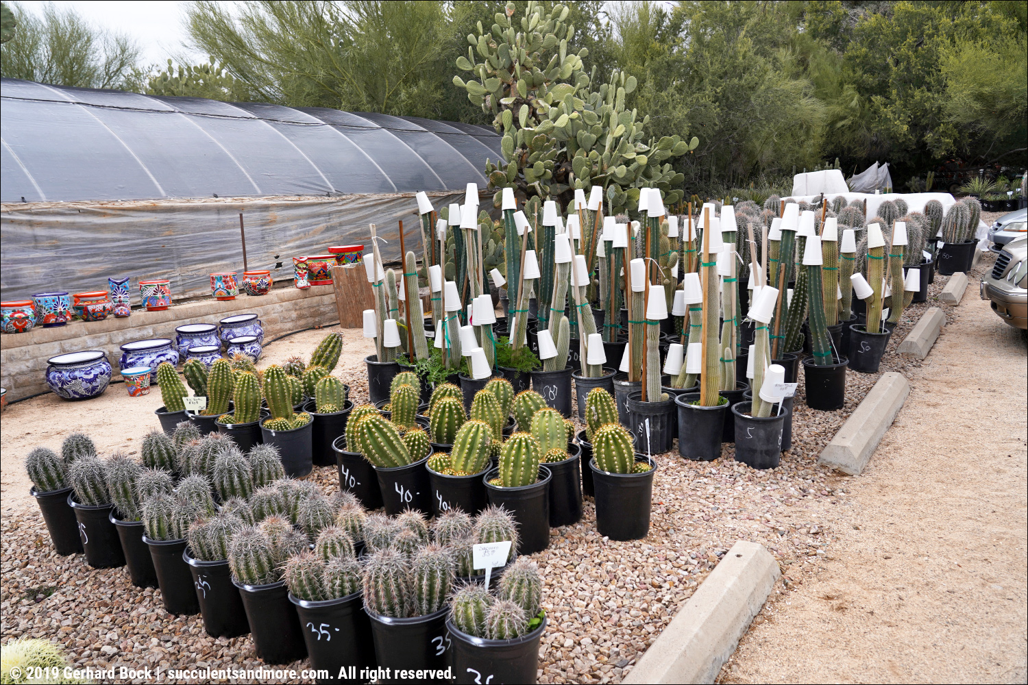 Bach's Cactus Nursery in Tucson on a chilly winter day