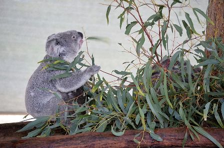 Cohunu Koala Park, Perth