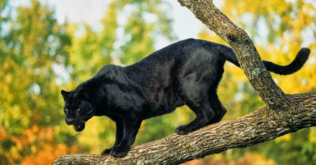 LA ANIMALOPEDIA PANTERA NEGRA