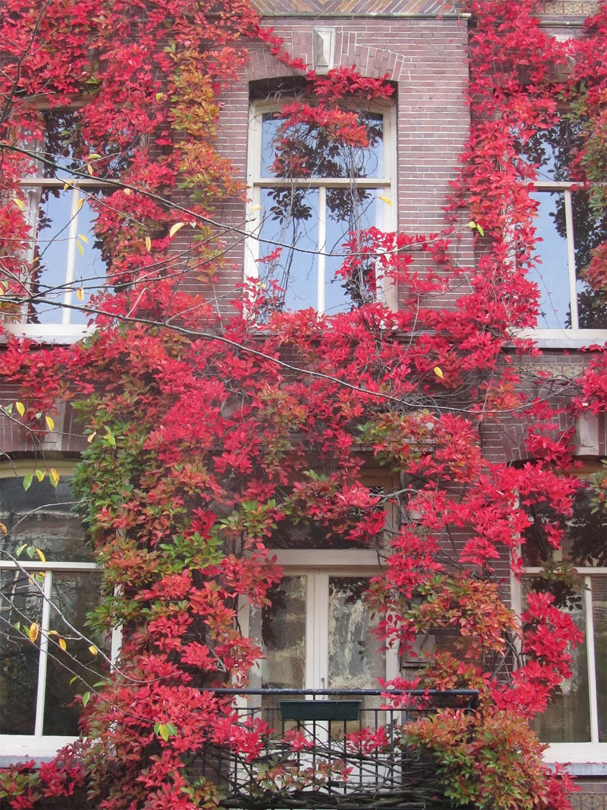 balcony with red ivy