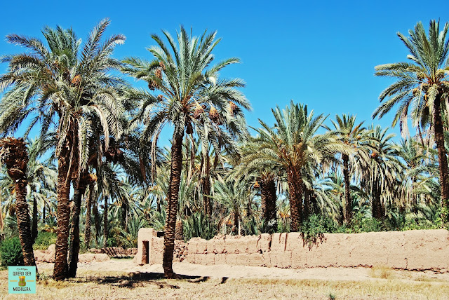 Palmeral de Tamnougalt, Marruecos