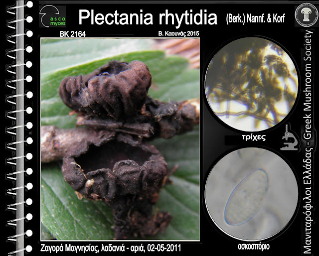 Plectania rhytidia (Berk.) Nannf. & Korf