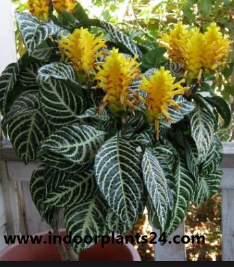 Zebra Plant - Aphelandra Squarrosa indoor house plant image Zebra Plant - Aphelandra Squarrosa indoor house plant image
