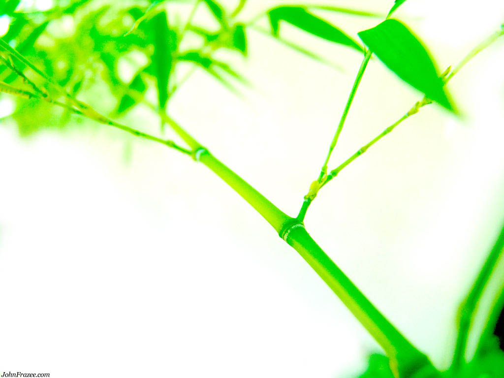 Bamboo Wallpaper Bamboo Leaf Bamboo Wallpaper