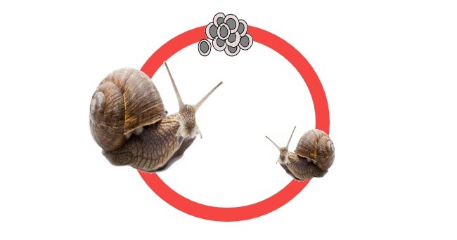 13+ Gambar Kartun Daur Hidup Kupu Kupu - Gambar Kartun Ku