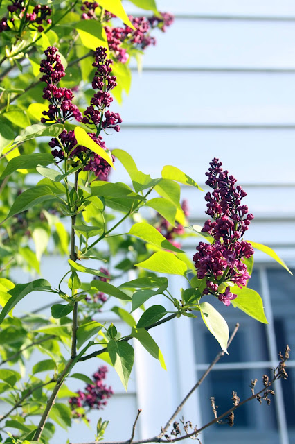 garden, lilac, spring, Anne Butera, My Giant Strawberry