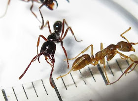 Workers of Leptogenys ants.