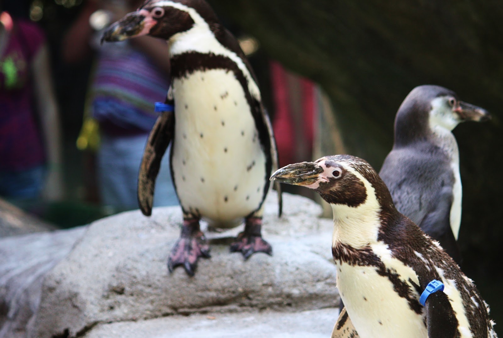 Round The Bend Humboldt Penguins at the Columbus Zoo