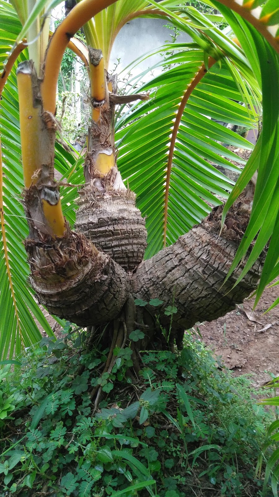  BONSAI  KELAPA  ANTIK DAN UNIK  BATANG CABANG 3 2 ADA 