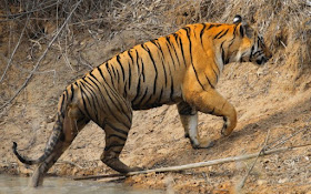 The arrogant and mean stride of a big male tiger from Tadoba Tiger Reserve, India