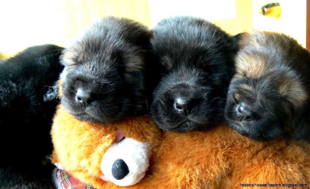 Tibetan Mastiff Puppies id 36561