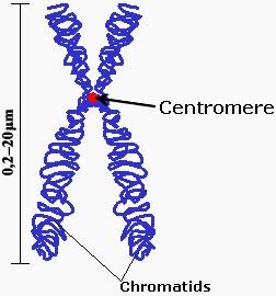 Centromere Ab Positive , Comment interpréter les anticorps anti ...