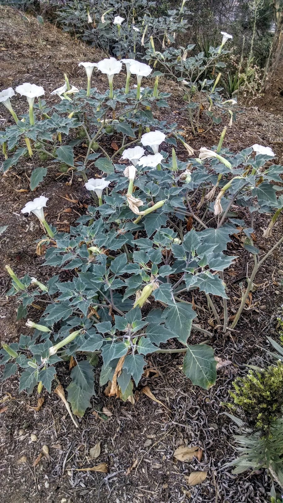 SearchReSearch Answer The story behind a beautiful white flower?