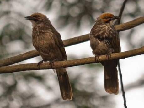 Kicau Gacor Burung Cucak Rowo Download Mp3 Disini Gemar Ternak