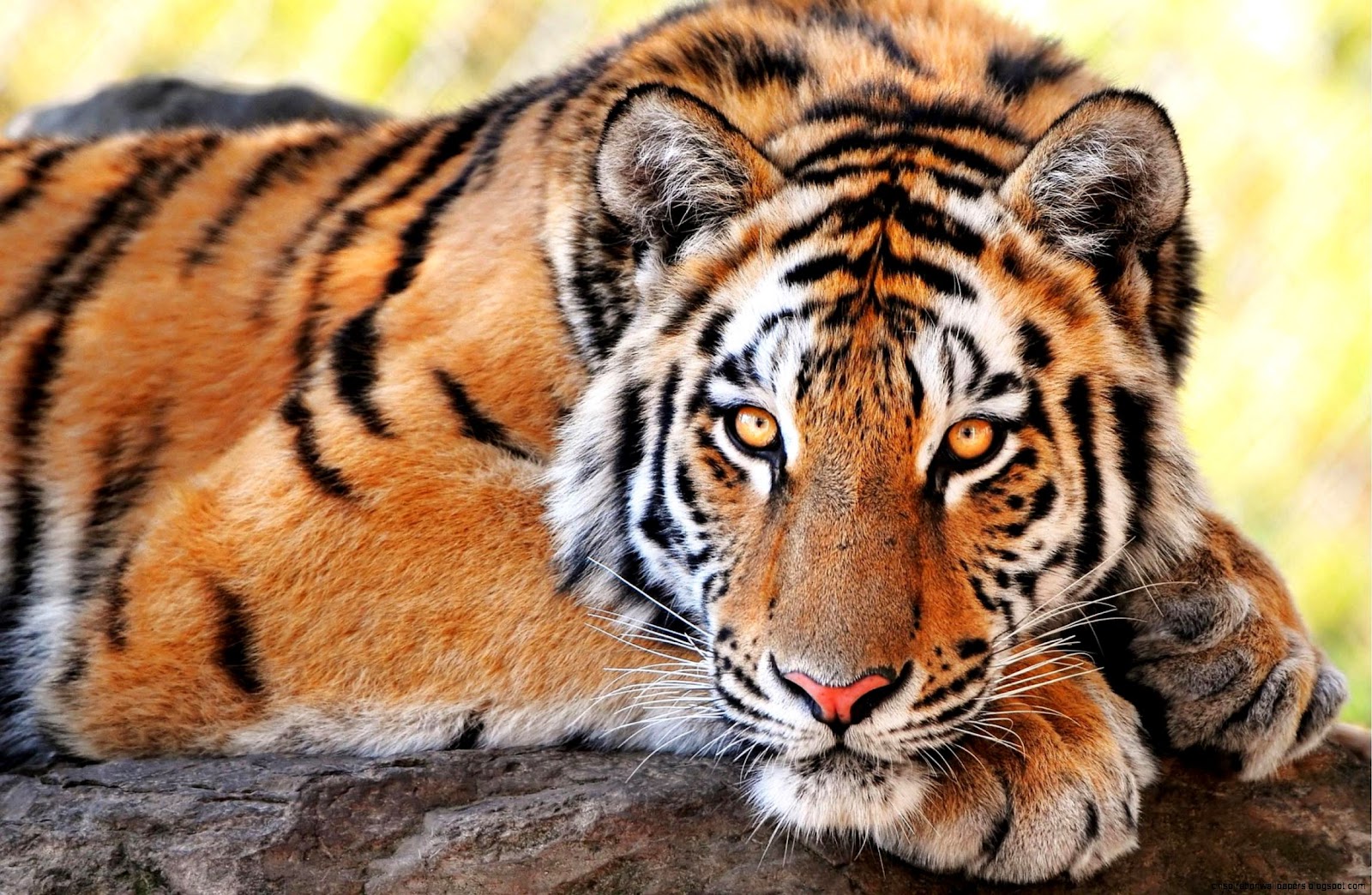 Beautiful Tiger