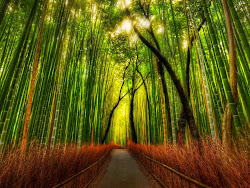 bamboo forest wallpapers desktop backgrounds japan watching background computer nature wall field wallpapersafari japanese trees code pixelstalk mobile paos