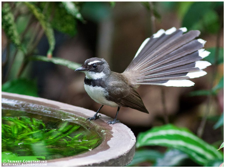 Burung Sikatan Kipas