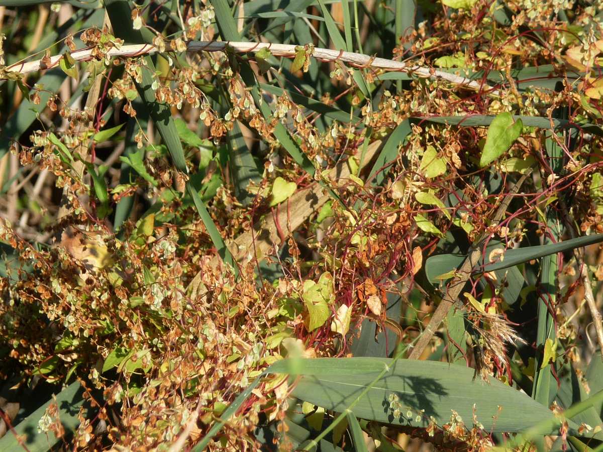 r o b i n 's y a r d: Fallopia convolvulus (Polygonum convolvulus)