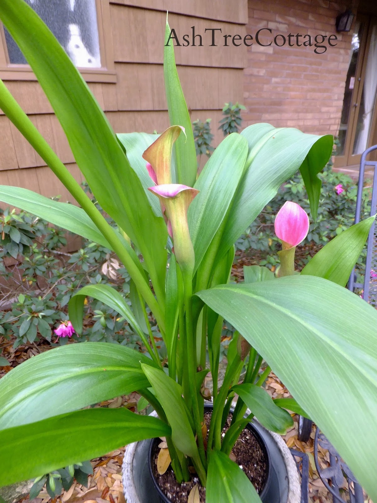 Ash Tree Cottage The Calla Lilies Are in Bloom Again and Mama's