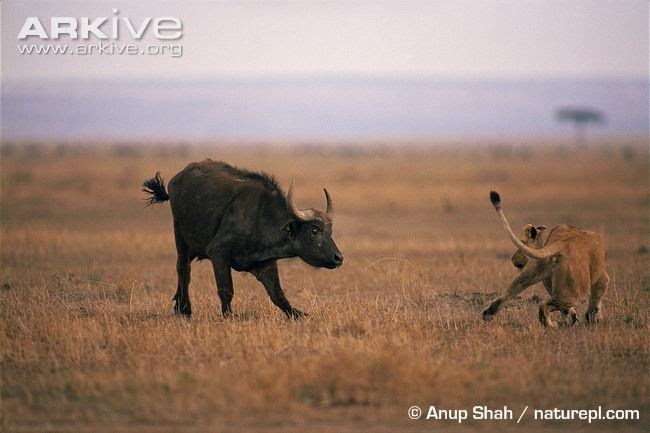 Buffalo and lion