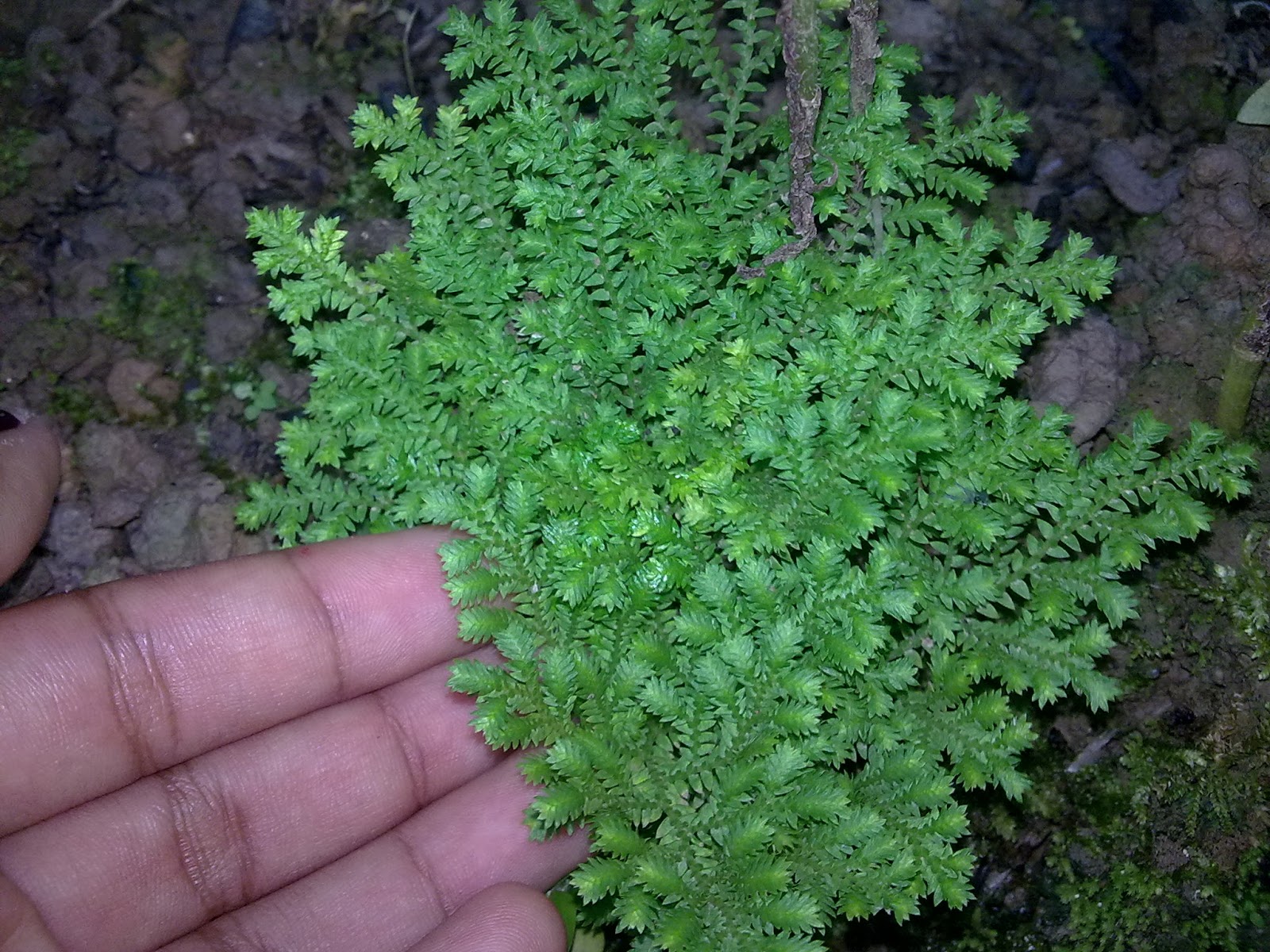 Hajimemashite Poppy Ande Ande Lumut Lumut Ambon hajimemashite poppy ande ande lumut lumut ambon