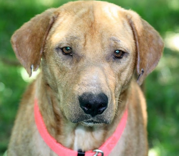 Houston Indie Dog Rescue Finnegan the Red Lab Mix!