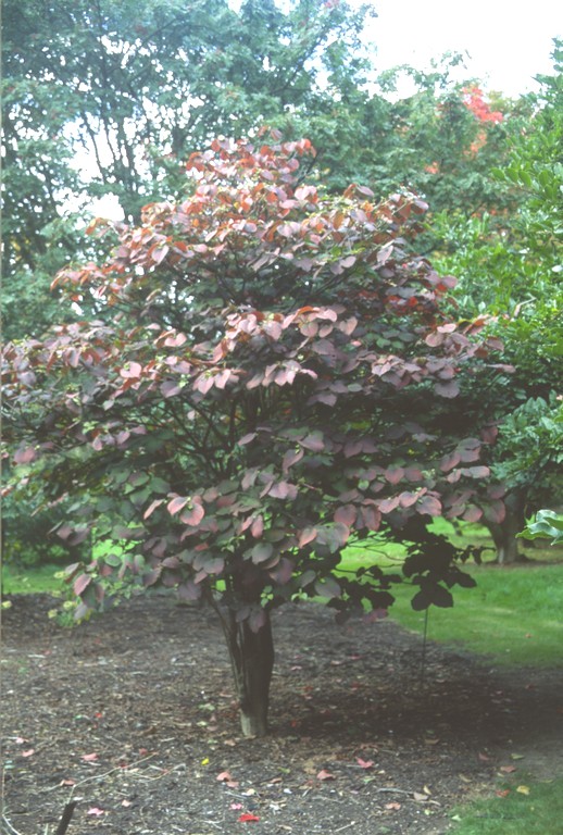 Viburnum Plicatum F Tomentosum Mariesii Hortensias