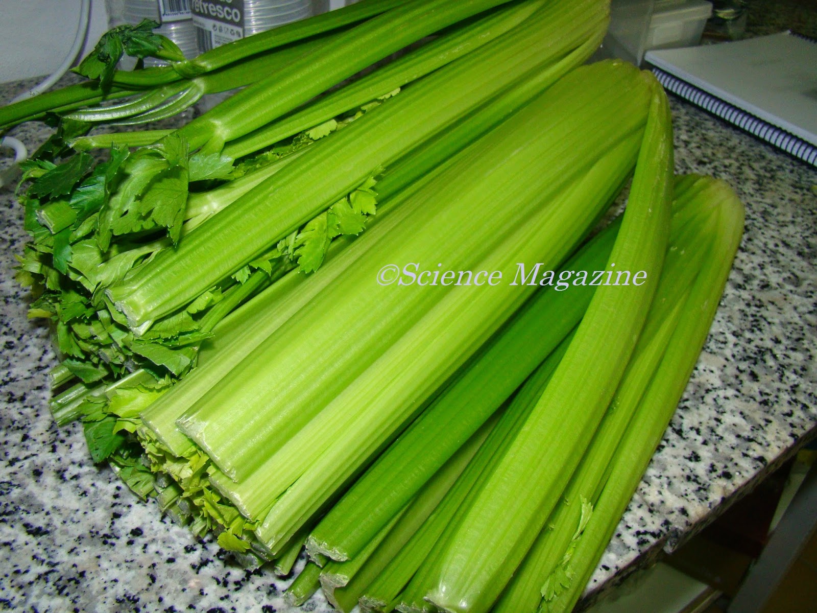 Science Magazine OBSERVING XYLEM VESSELS IN CELERY