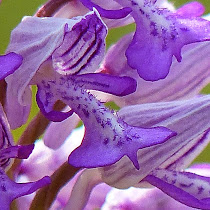 http://wild-flowers-of-europe.blogspot.nl/2014/12/orchis-militaris.html