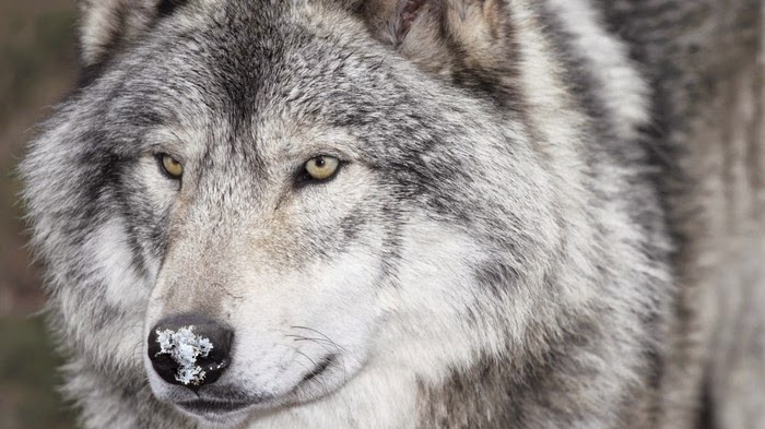 White Wolf : 22 Fascinating Facts About Wolves