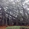 Big Banayan tree