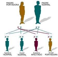 Resultado de imagen para teoria de la herencia
