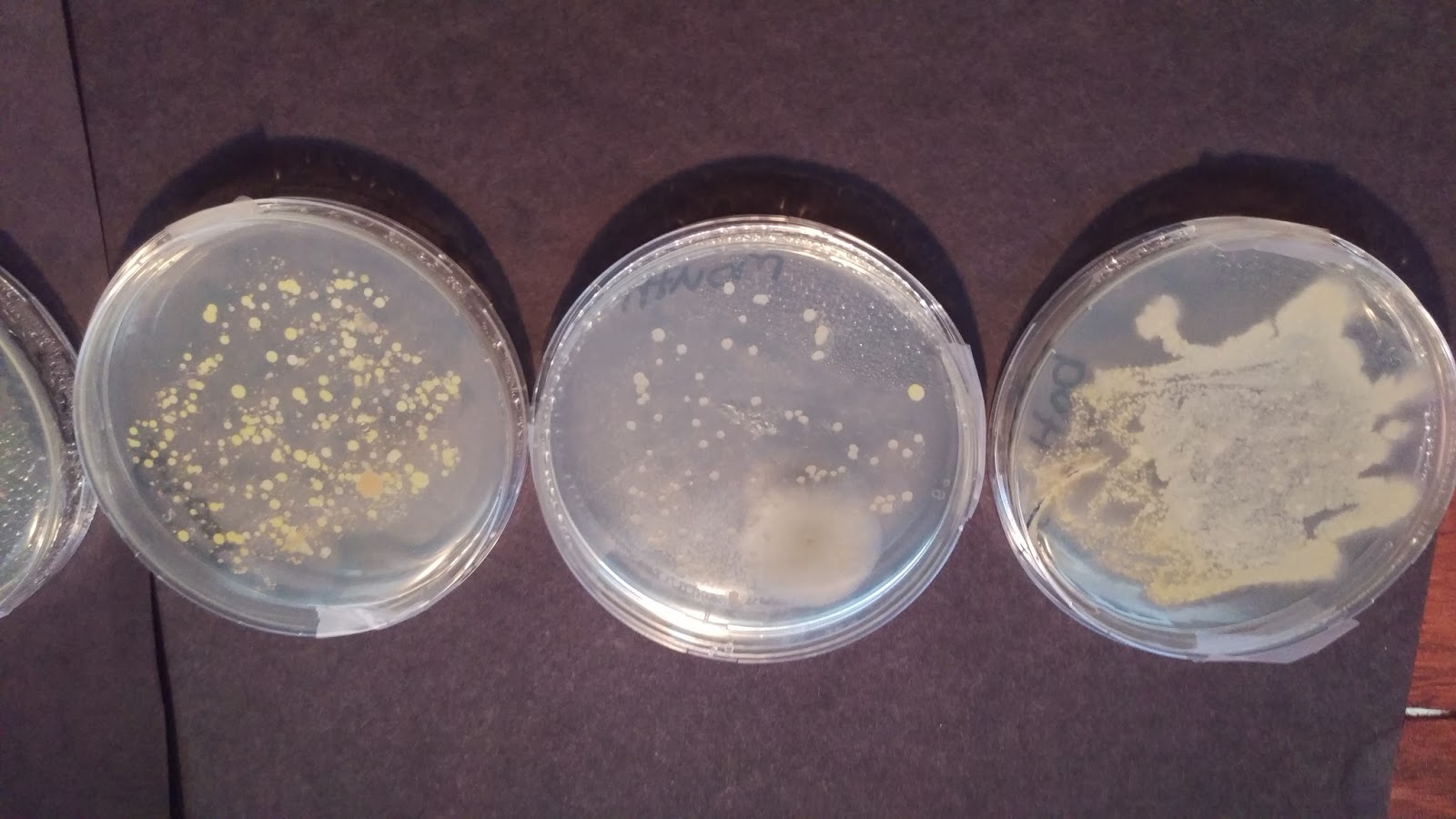 The Cool Science Dad: Science Fair Project - Bacterial Growth Day 4