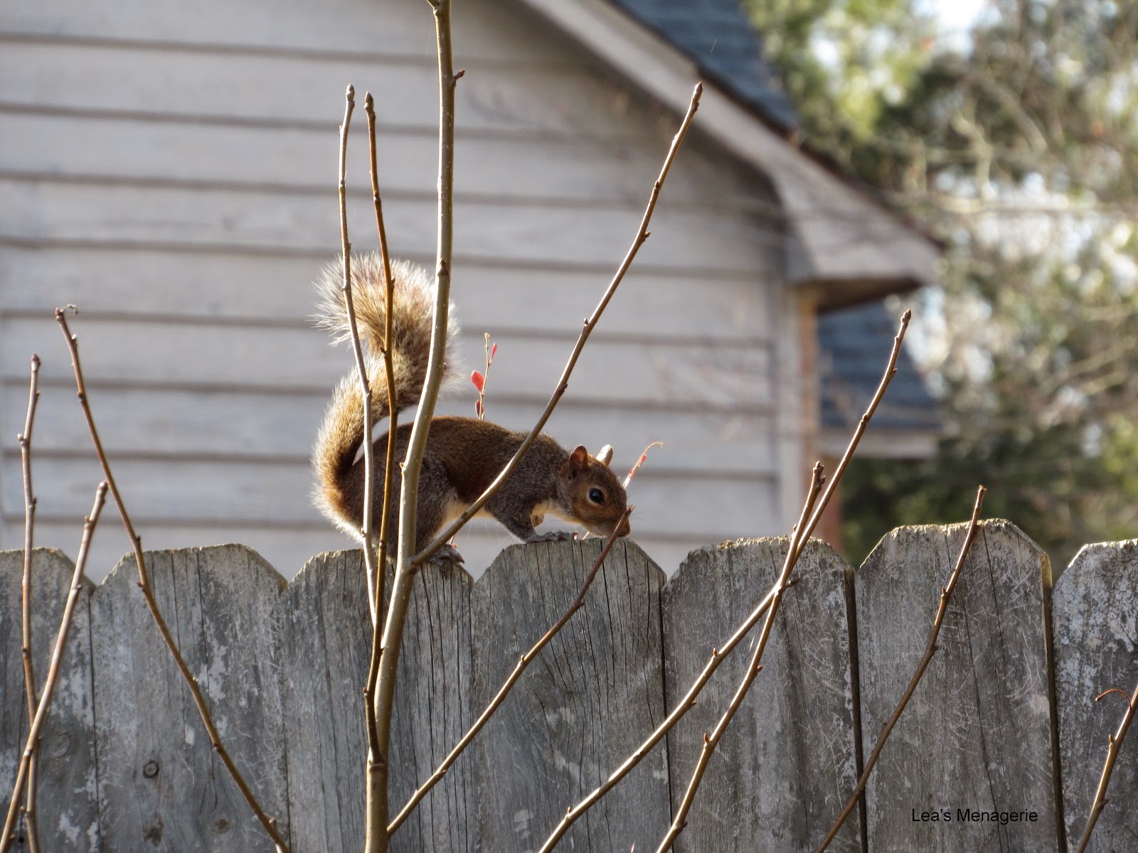 Lea's Menagerie Squirrel's Playground, February 56, 2015