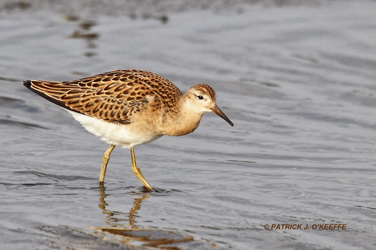 Raw Birds: RUFF (Calidris pugnax) Juvenile male, Big Marsh, Broadmeadow ...