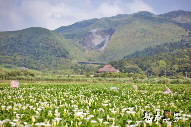 名陽匍休閒農莊|頂湖海芋步道~台北陽明山竹子湖海芋季官網封面照就是在這拍的