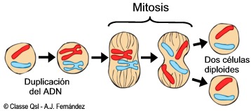 mitocis