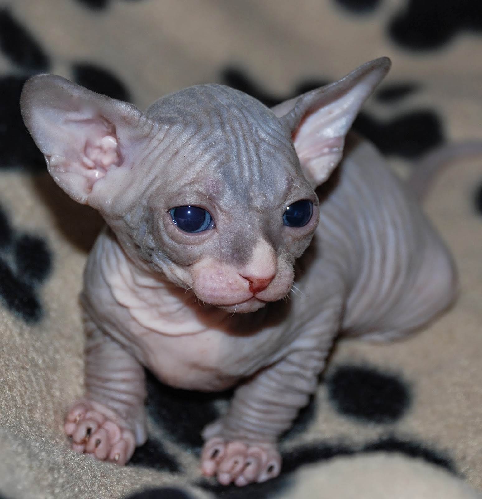 Cara Memelihara Kucing Sphynx | Drh. Fira Sovica