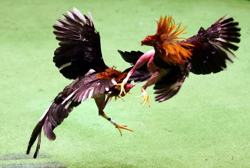 Sabung Ayam Lengkap: Ayam Sabung